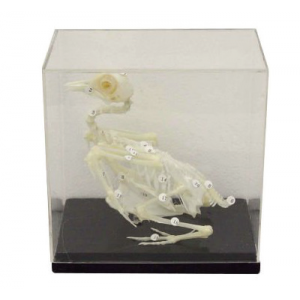 Pigeon skeleton model
